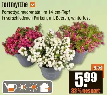 V Baumarkt Torfmyrthe Angebot