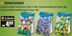 V Baumarkt Blumenzwiebeln Angebot