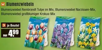 V Baumarkt Blumenzwiebeln Angebot