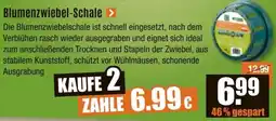 V Baumarkt Blumenzwiebel-Schale Angebot