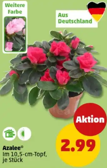 PENNY Azalee Angebot