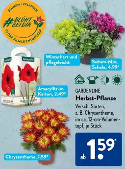 Aldi Süd GARDENLINE Herbst-Pflanze Angebot