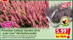Norma Premium Calluna Garden Girls „Late Line“/Herbstlavendel Angebot