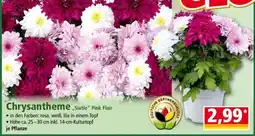 Norma Chrysantheme „Sixtie“ Pink Flair Angebot