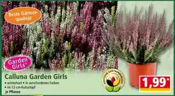Norma Calluna Garden Girls Angebot