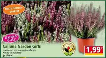 Norma Calluna Garden Girls Angebot
