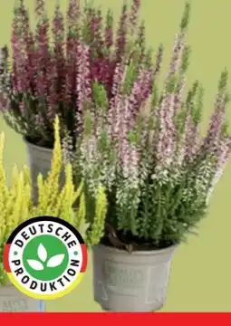 Thomas Philipps Beauty Ladies Calluna Angebot