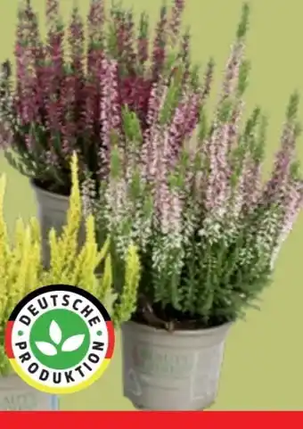 Thomas Philipps Beauty Ladies Calluna Angebot