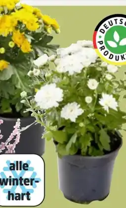 Thomas Philipps Chrysanthemen Patio Mum Angebot