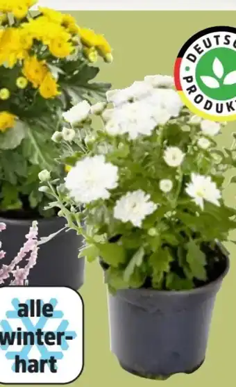 Thomas Philipps Chrysanthemen Patio Mum Angebot