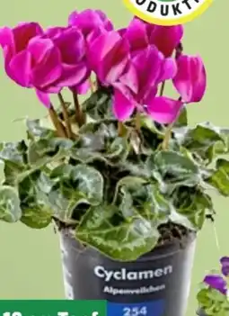 Thomas Philipps Alpenveilchen Cyclamen Angebot
