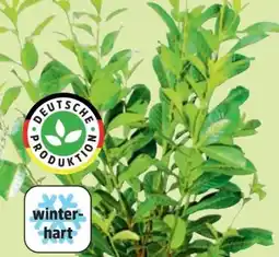 Thomas Philipps Kirschlorbeer Angebot