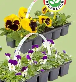 Thomas Philipps Hornveilchen Angebot
