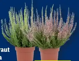 Lidl Heidekraut Angebot