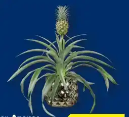 Lidl Zier-Ananas Angebot