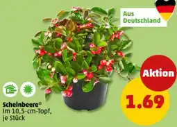 PENNY Scheinbeere Angebot