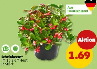 PENNY Scheinbeere Angebot