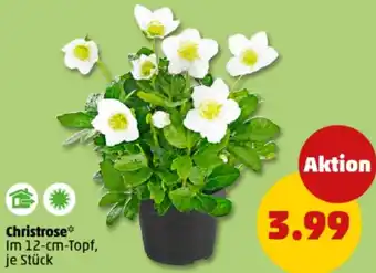 PENNY Christrose Angebot