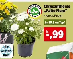 Thomas Philipps Chrysantheme patio mum Angebot