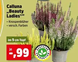 Thomas Philipps Calluna 'beauty ladies' Angebot