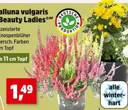 Thomas Philipps Calluna vulgaris 'beauty ladies' Angebot
