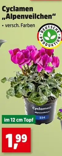 Thomas Philipps Cyclamen alpenveilchen Angebot