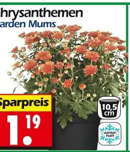 Wreesmann Chrysanthemen Angebot