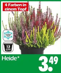 Wreesmann Heide Angebot