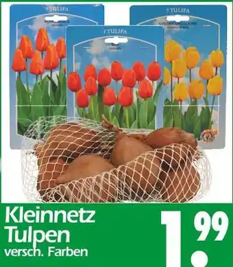 Wreesmann Kleinnetz tulpen Angebot