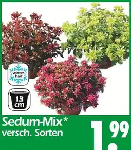 Wreesmann Sedum-mix Angebot