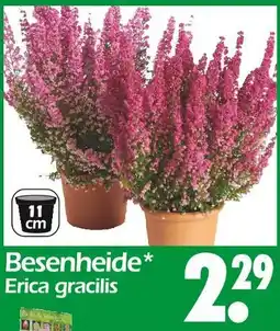 Wreesmann Besenheide erica gracilis Angebot