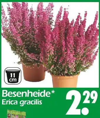 Wreesmann Besenheide erica gracilis Angebot