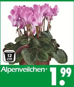 Wreesmann Alpenveilchen Angebot
