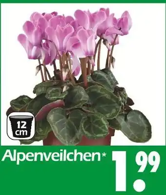 Wreesmann Alpenveilchen Angebot