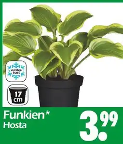 Wreesmann Funkien hosta Angebot