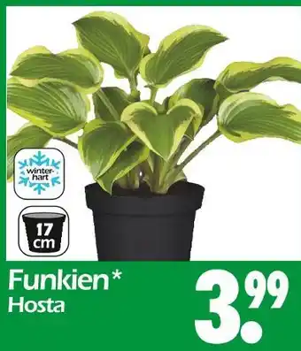 Wreesmann Funkien hosta Angebot