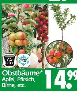 Wreesmann Obstbäume Angebot