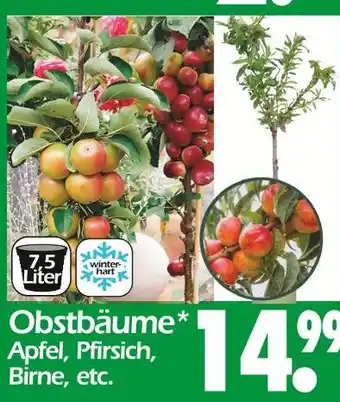 Wreesmann Obstbäume Angebot