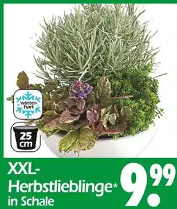 Wreesmann Xxl-herbstlieblinge Angebot