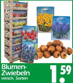 Wreesmann Blumen-zwiebeln Angebot