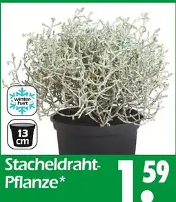 Wreesmann Stacheldraht-pflanze Angebot