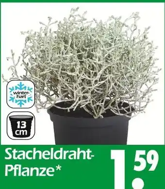 Wreesmann Stacheldraht-pflanze Angebot