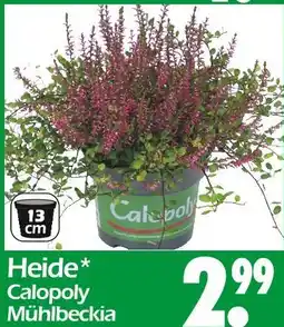 Wreesmann Calopoly heide mühlbeckia Angebot