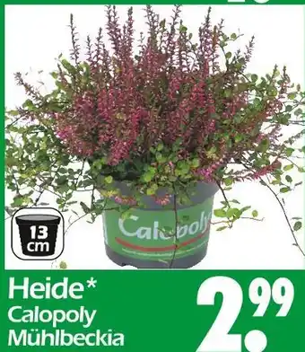 Wreesmann Calopoly heide mühlbeckia Angebot