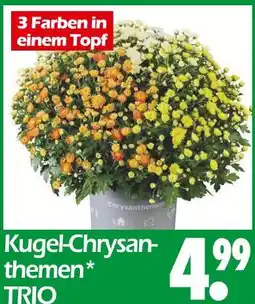 Wreesmann Kugel-chrysanthemen trio Angebot