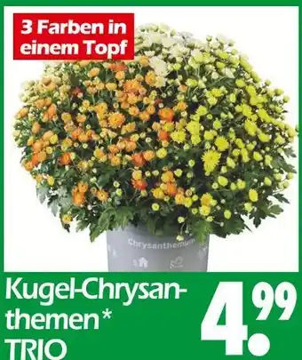 Wreesmann Kugel-chrysanthemen trio Angebot