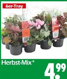 Wreesmann Herbst-mix Angebot