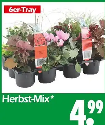Wreesmann Herbst-mix Angebot