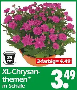 Wreesmann Xl-chrysanthemen Angebot