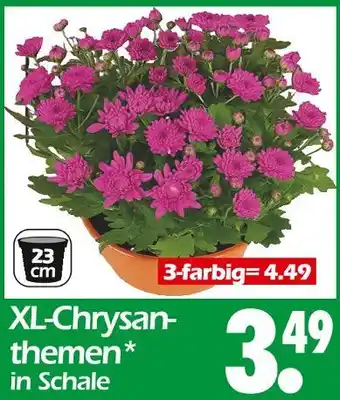 Wreesmann Xl-chrysanthemen Angebot
